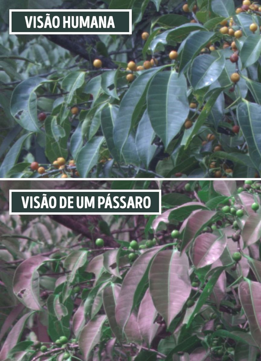 猫狗的世界是黑白的么,猫狗看到的世界是什么颜色的