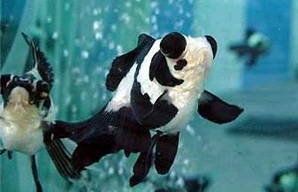 冷水鱼哪个最好养无需加热,冷水鱼夏季怎么养