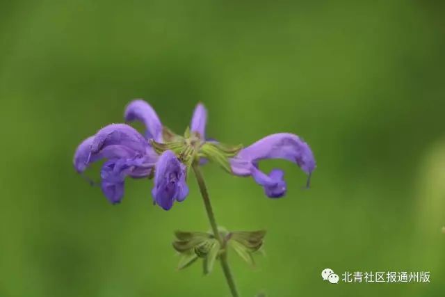 打卡北京紫谷伊甸园虞美人花海,通州看花的景点推荐免费