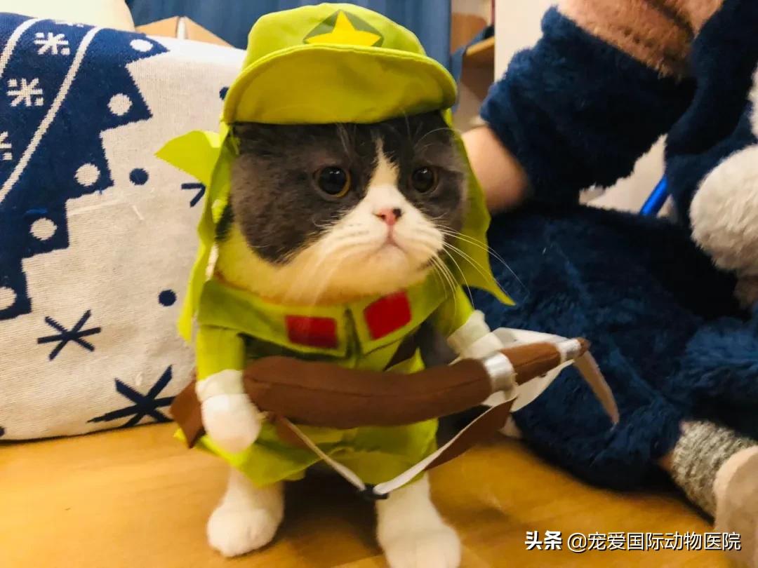 难以言说的疼完整版,猫咪肾结石的症状都有什么