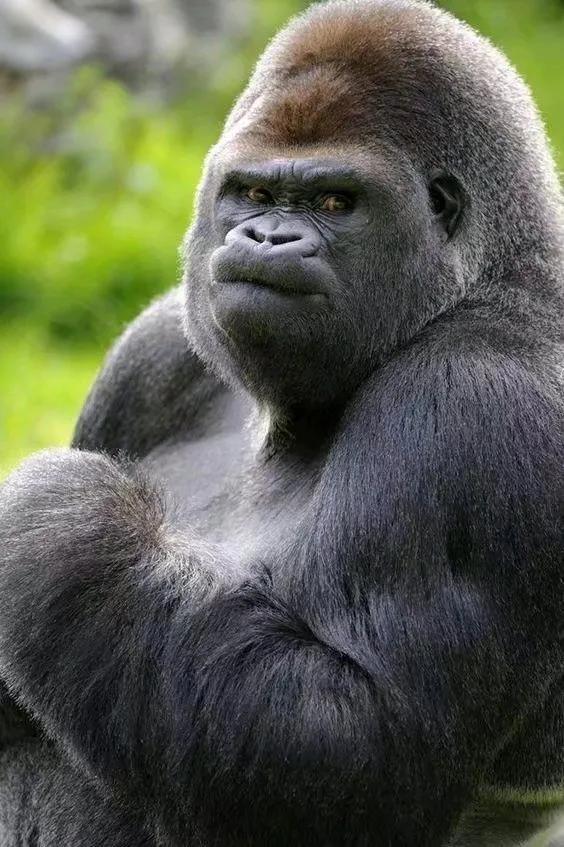 韩国人眼中的傲慢与偏见,韩国人骨子里的霸凌