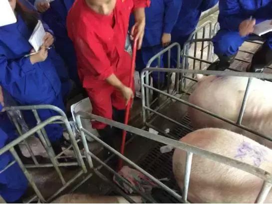 母猪深部输精一天输精几次为最佳,深部输精技术教学