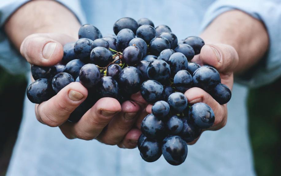 开水果店要如何开发经营,新手开水果店经营技巧有哪些