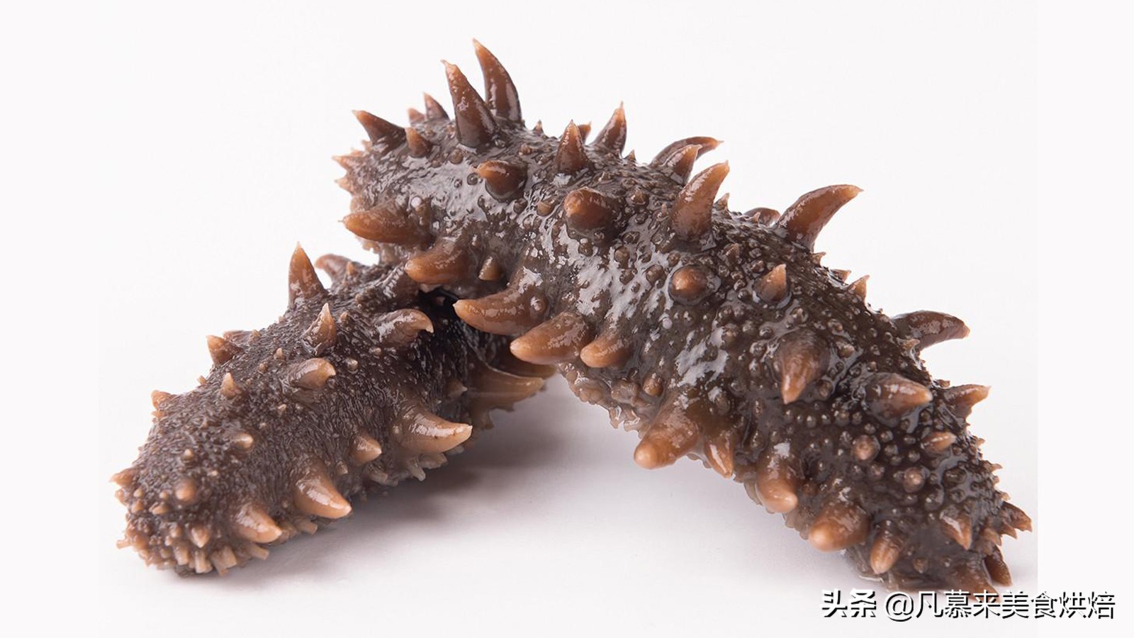 海参有多少种品种科普,海参品种齐全多种多样