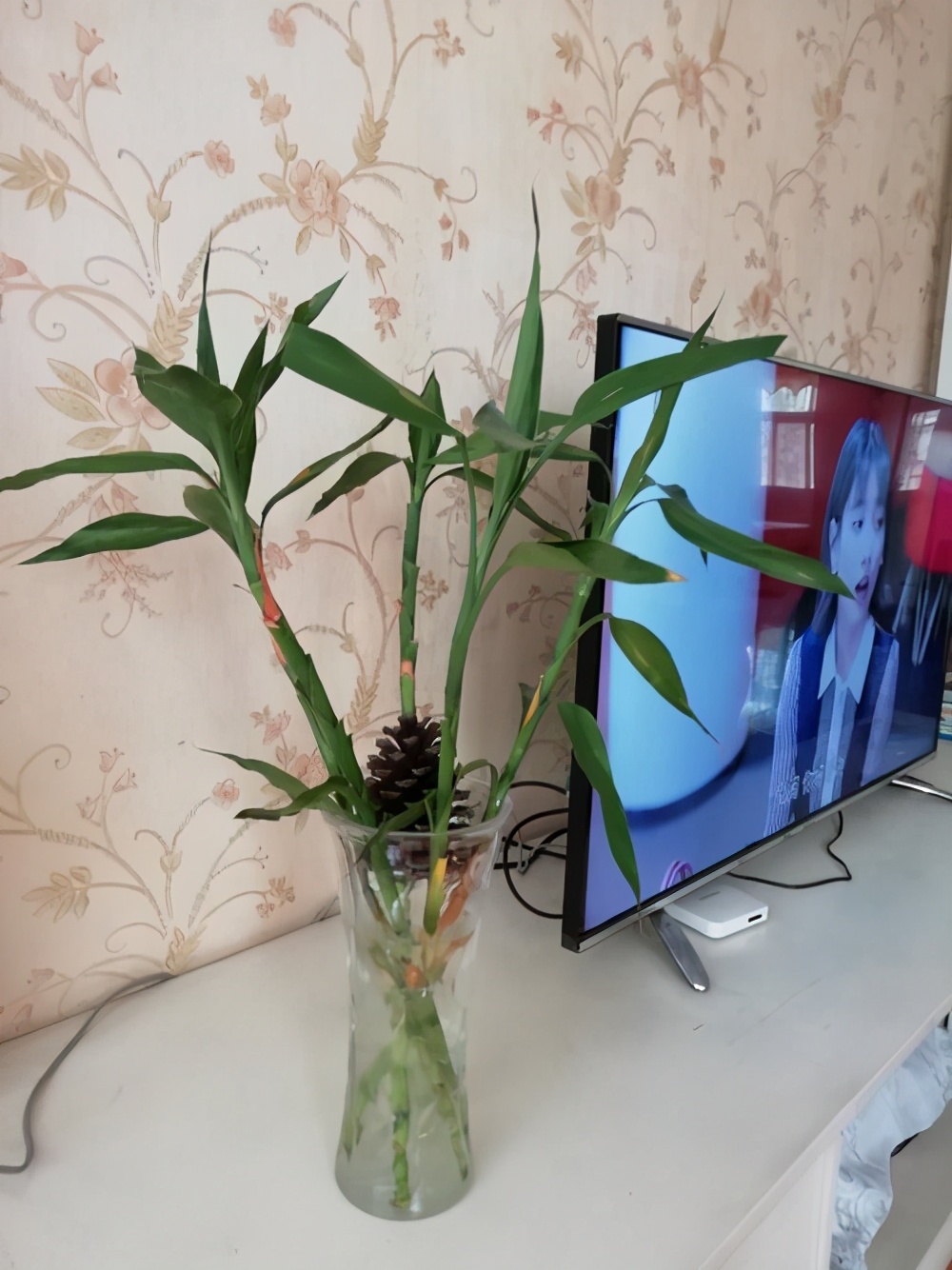 家里养几支富贵竹最合适,过年富贵竹和花怎么插好看