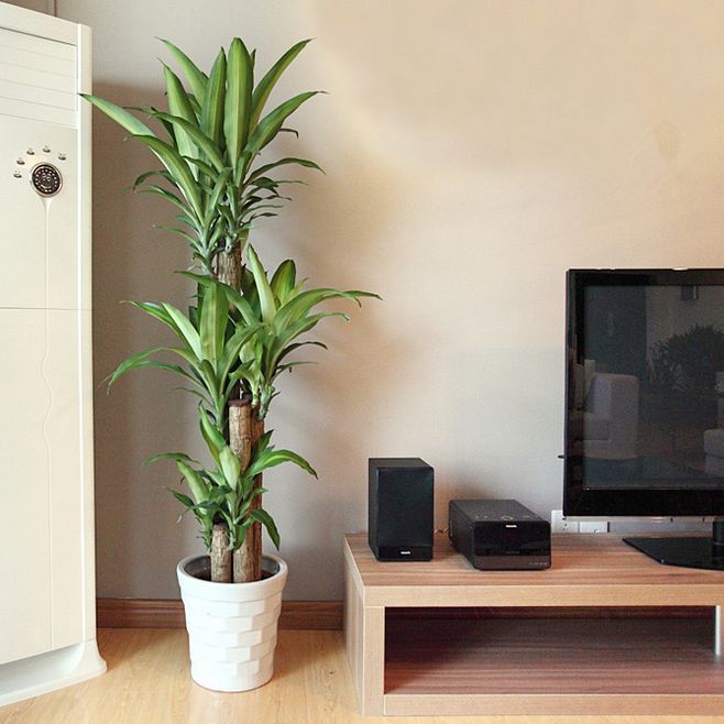 适合阳光暴晒的观叶绿植,适合室内养的高端观叶绿植