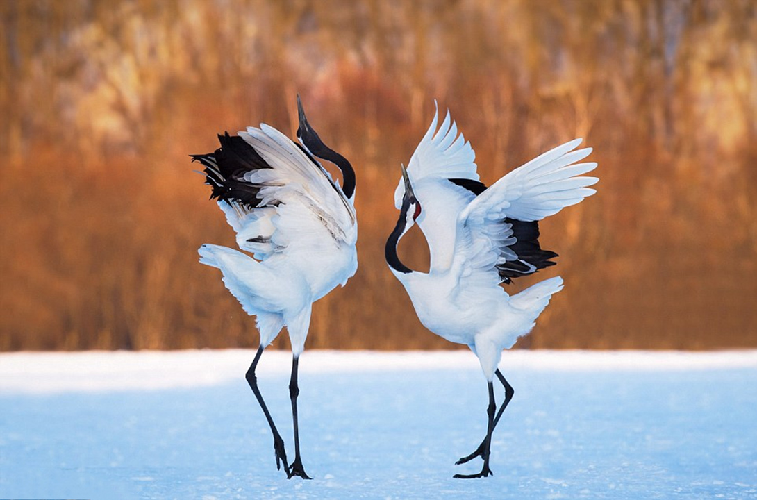 因为太萌差点成为“国鸟”的小肥啾：美丽在可爱面前一无是处