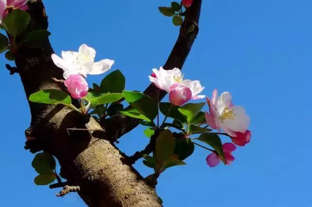 天气早晚秋寒明显双休日气温回升,本周以晴好天气为主怎么说