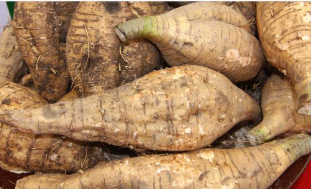 在美国泛滥成灾的植物视频,在美国泛滥成灾的中国物种