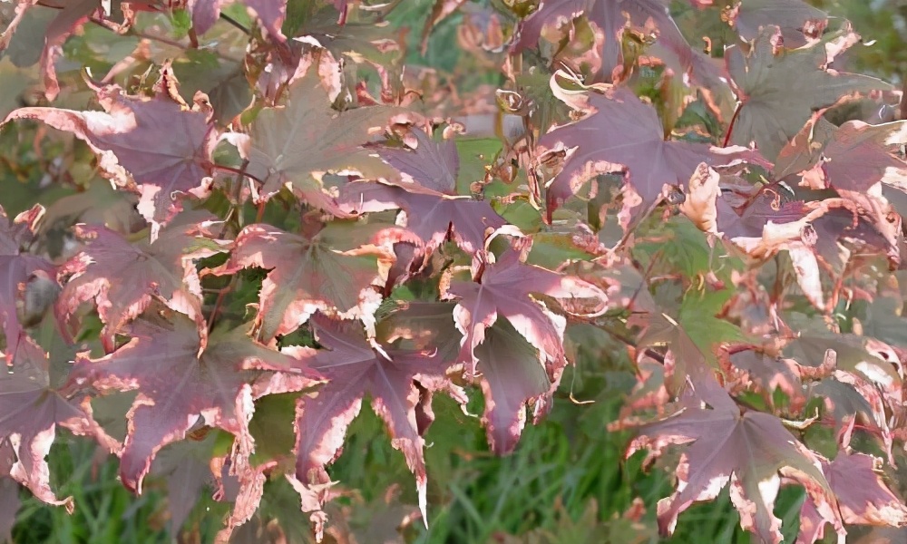 枫树叶子尖发黑枯萎像烧焦怎么治,枫树叶子干枯怎么处理