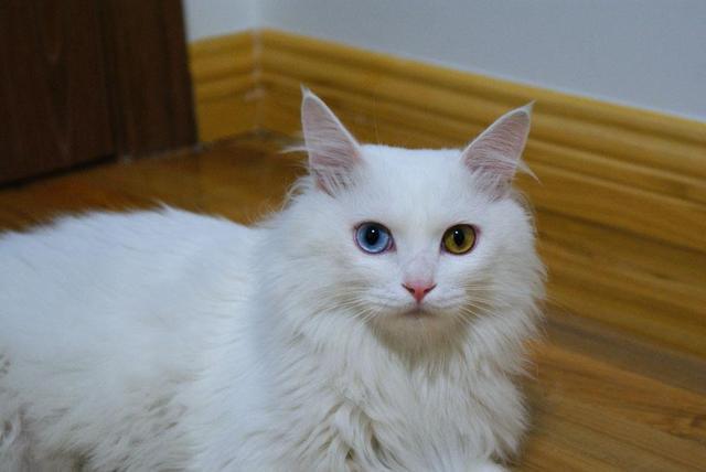 猫长寿多少年,猫咪长寿排行