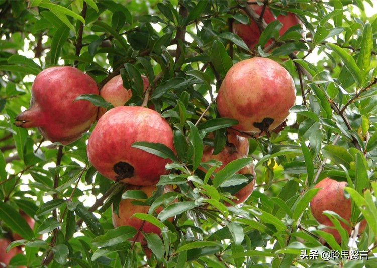 有关石榴的诗词,石榴树诗词