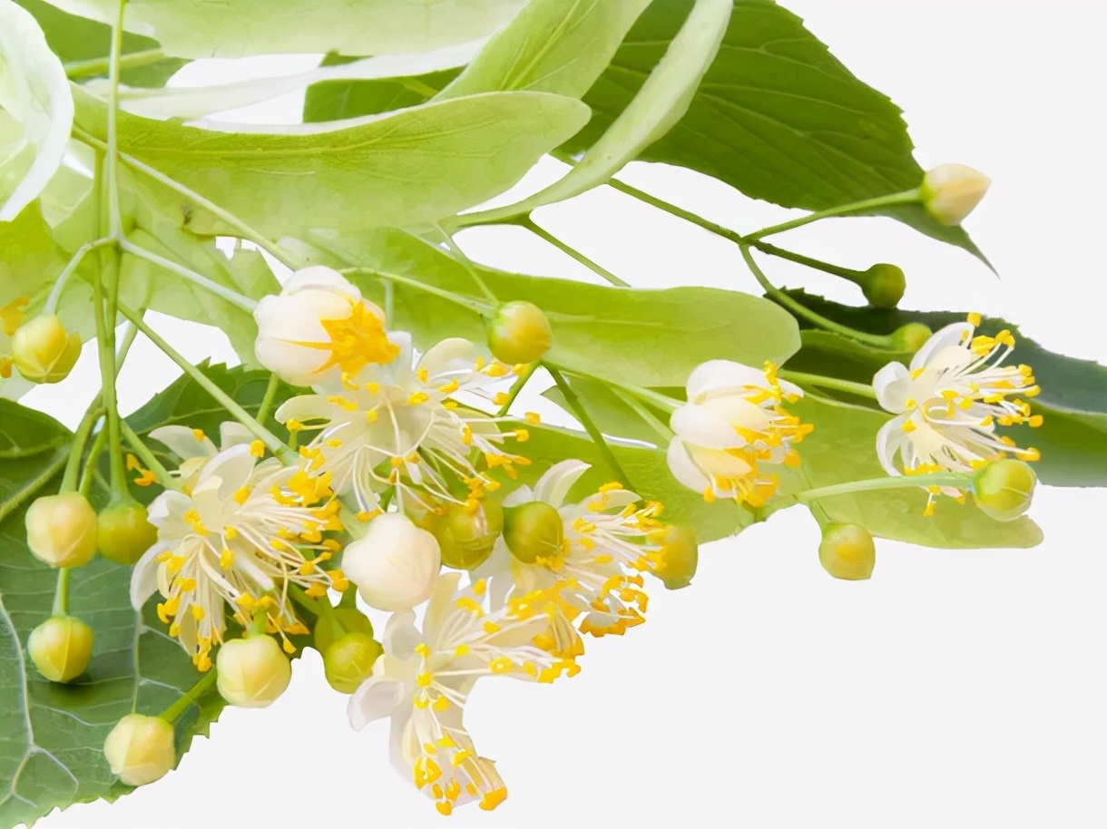 蜂蜜性平味甘归脾肺大肠经功效,蜂蜜食疗药方