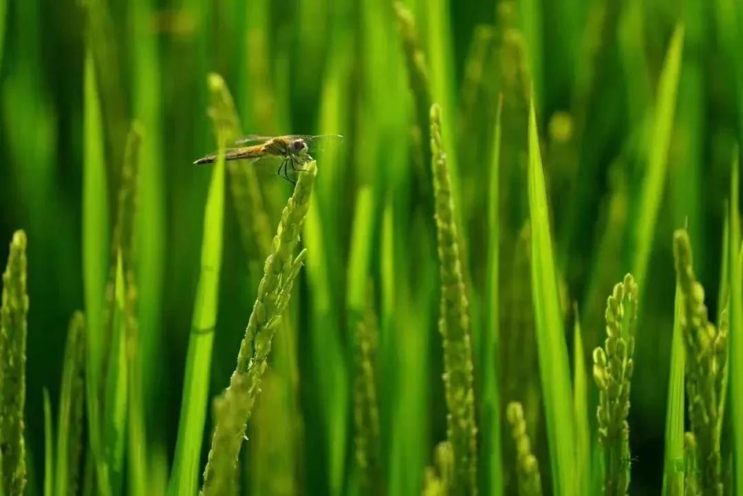 让农业回归原生态,呼唤传统农业回归