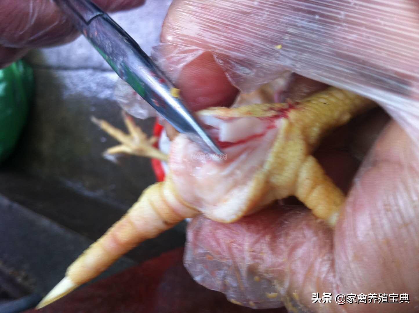 脚垫内有血点,脚垫中间有个血点