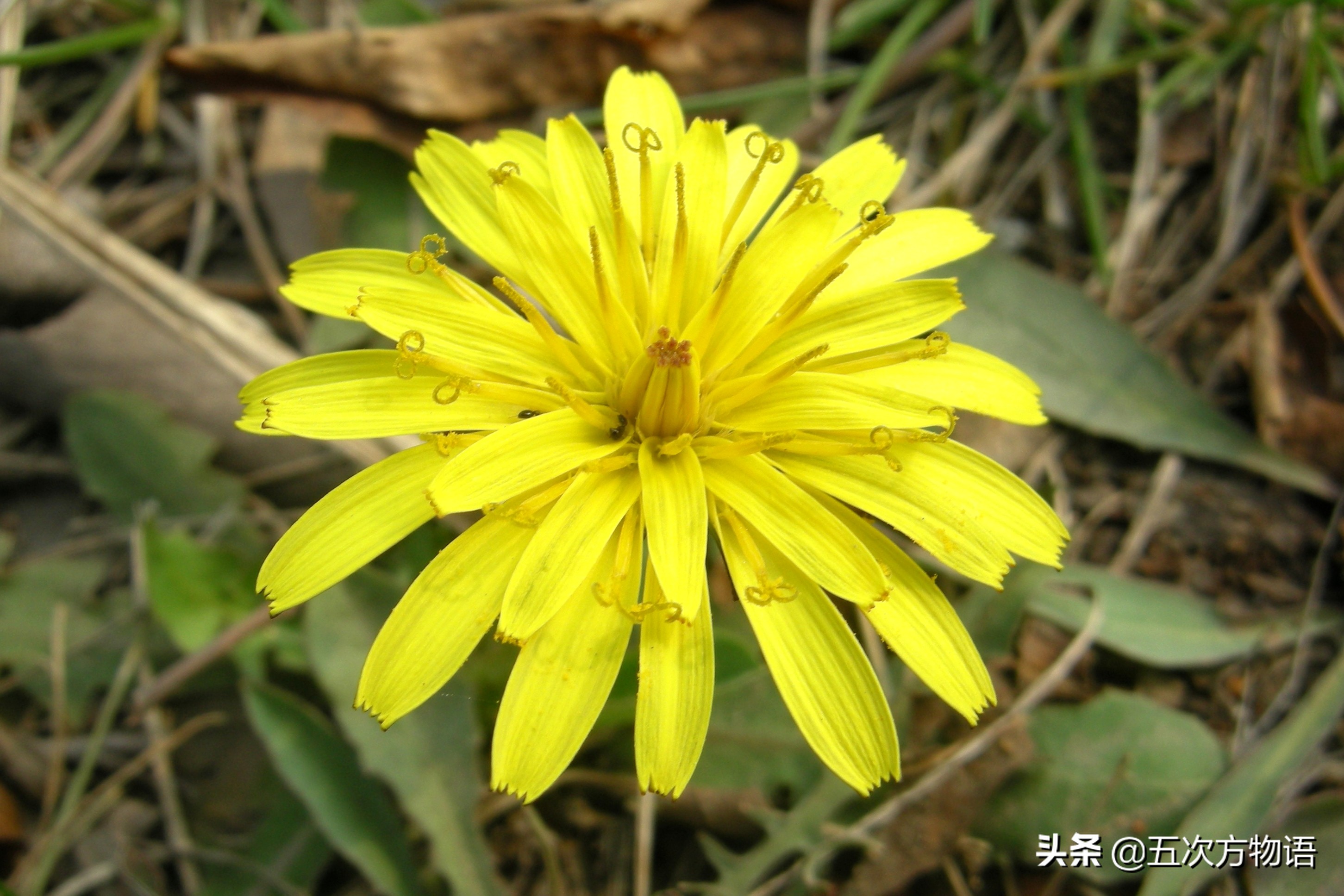 带你详细了解蒲公英,想了解一下蒲公英的图片