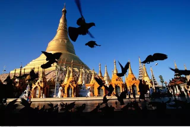 柚木缅甸哪个地方的柚木最好,缅甸最好的柚木产自哪里