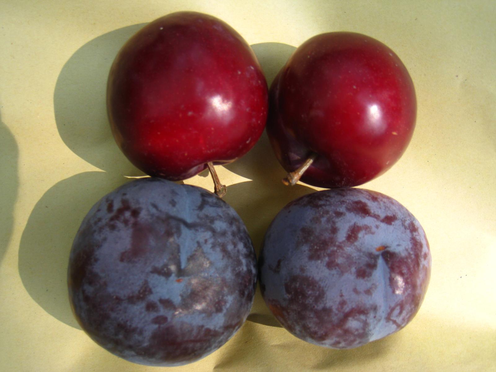 李果为什么外皮是苦的,李果底部黑点