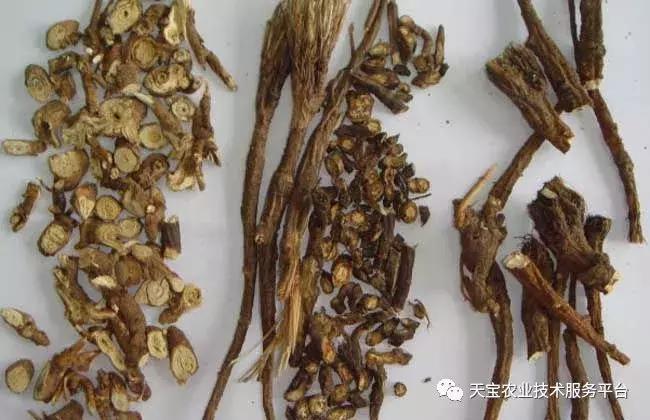 贵州道地药材最稀有野生名贵药材,道地药材有什么品种