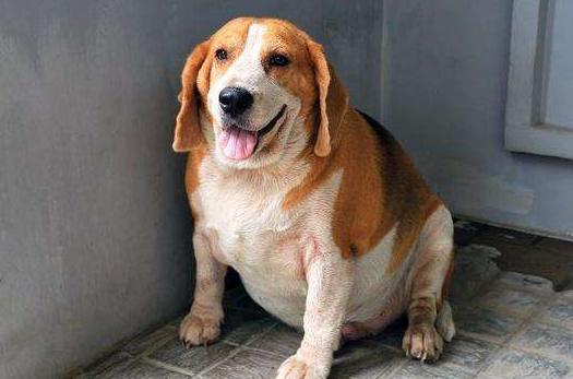 狗狗吃剩饭剩菜为什么还那么健康,为什么不要给狗狗吃剩饭剩菜