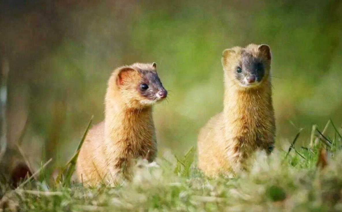 李时珍为什么不吃黄鼠狼呢,为什么黄鼠狼不可以吃鸡蛋