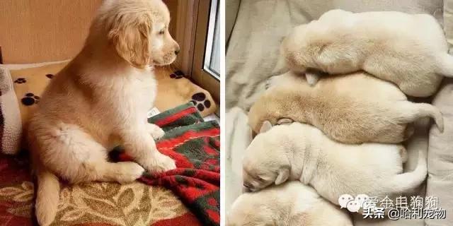 幼拉布拉多和哪个狗相似,拉布拉多幼年犬分辨