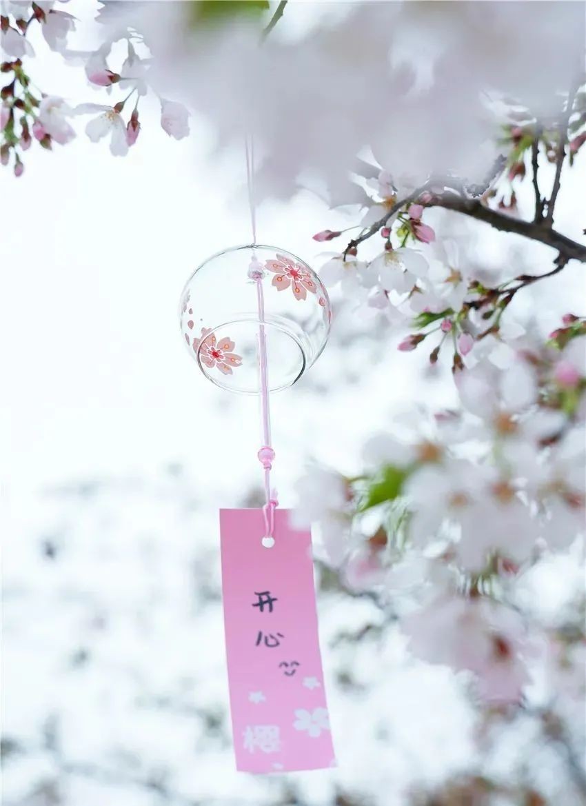 漫花庄园亿朵白樱花绚烂绽放啦，这些樱花的起源你真的知道吗？