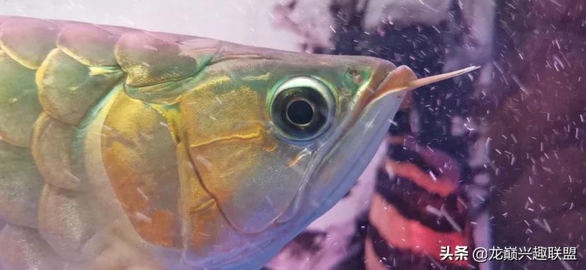 龙鱼兜嘴需不需要处理,龙鱼兜嘴怎么调理过来
