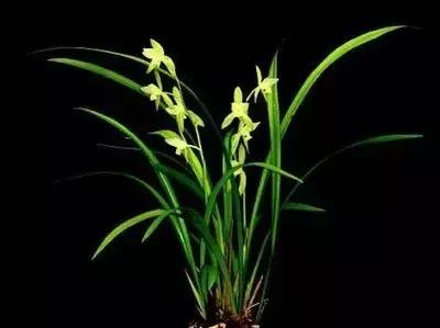 兰花生病长虫怎么办？养兰必知的病虫害和防治方法