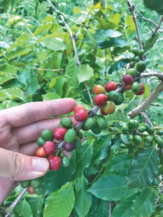 云南小粒咖啡产业现状及发展前景,云南小粒咖啡炭烧风味咖啡