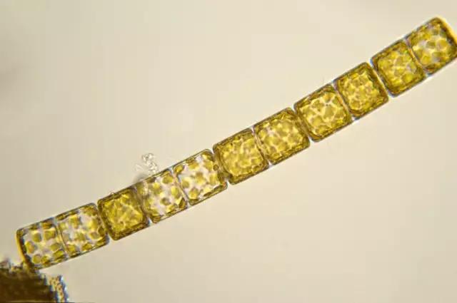 鱼类水产养殖需要哪些藻类,水产养殖显微镜下各种藻类