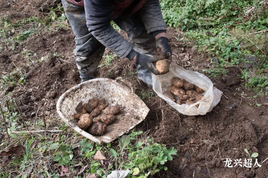 达州道地药材天麻,正宗中药材天麻