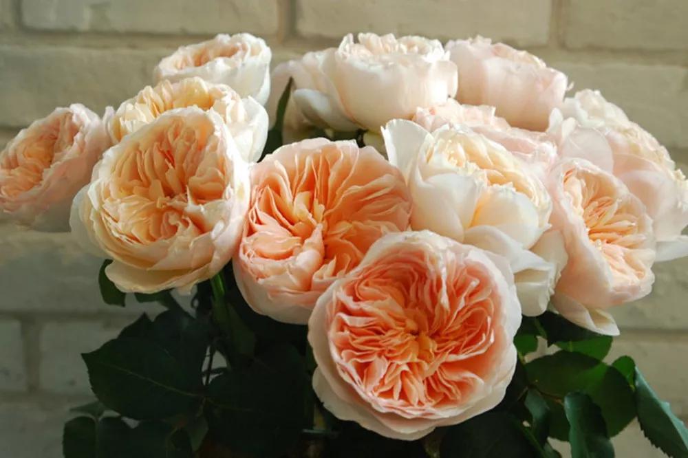 一篇文章带你认识三亚40种花,鲜花图鉴一次性认识30种玫瑰花