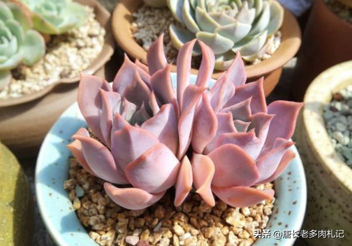 多肉露西娜怎么养,多肉露西娜养护