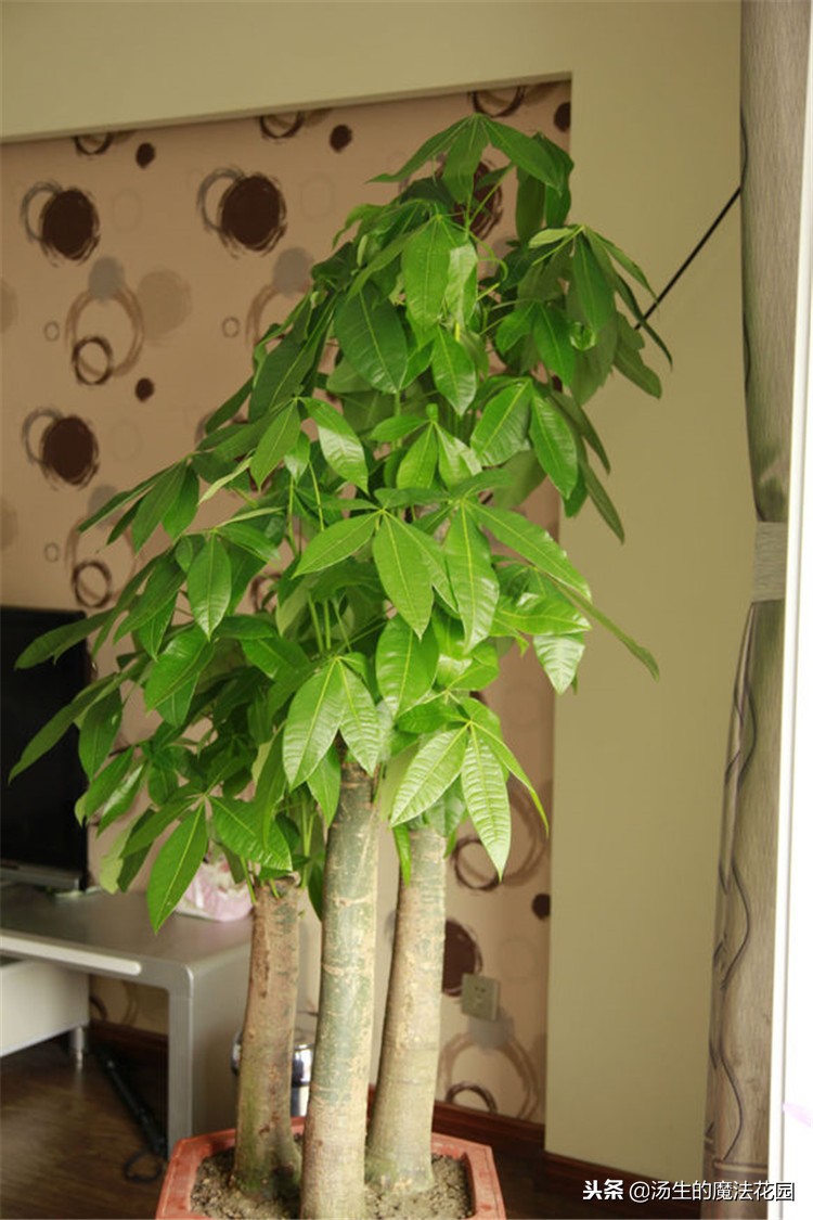 发财树叶子上有白斑是什么原因,发财树叶子有白斑是咋回事啊