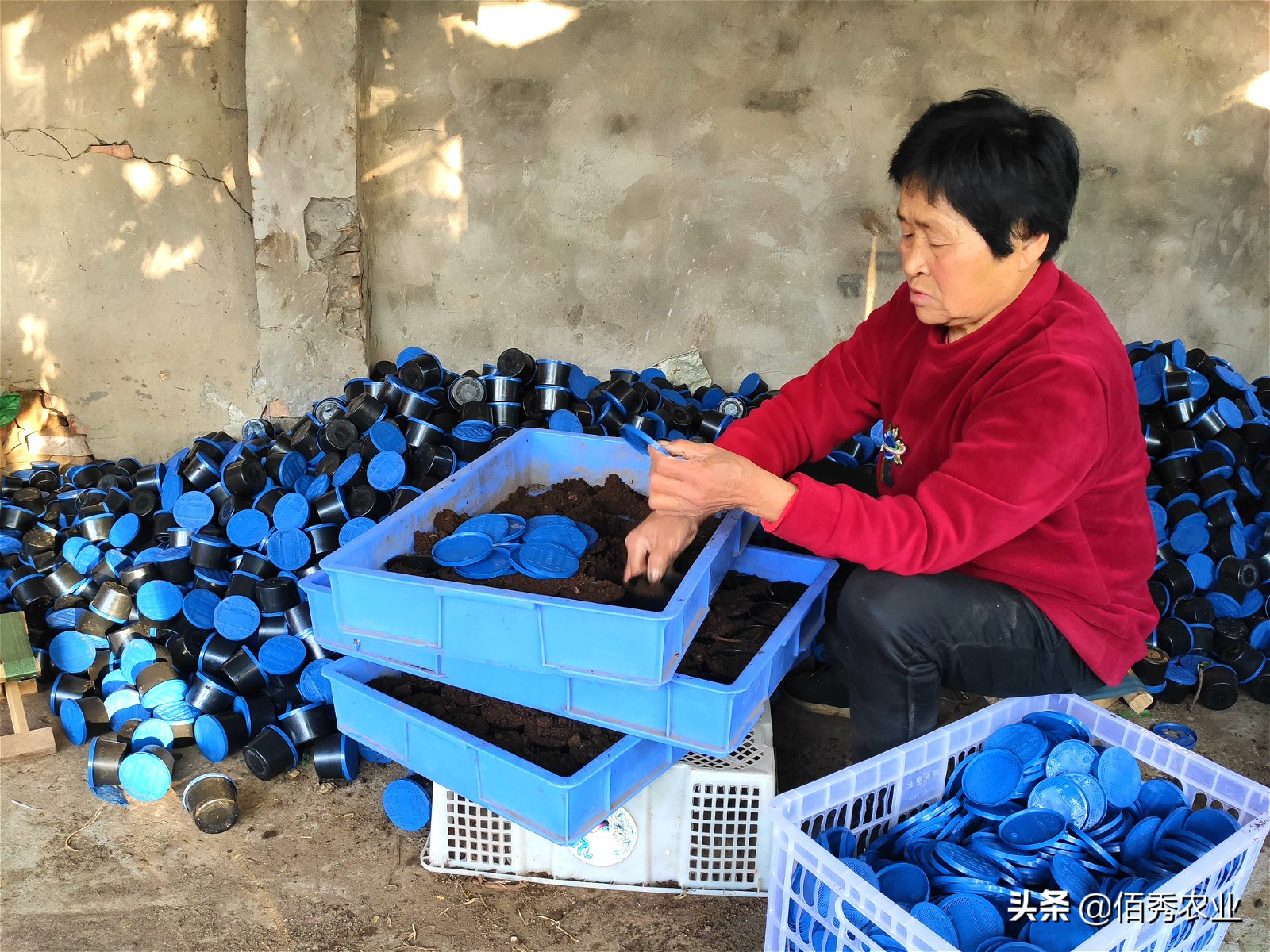 农村养牛人最害怕的是什么,农村50头黄牛该怎么养