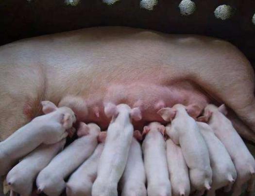 2000元一头的小猪能不能买？养猪人要算清楚这个账，别被忽悠了！