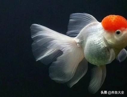 金鱼失鳔症一直漂在水面,金鱼失鳔症