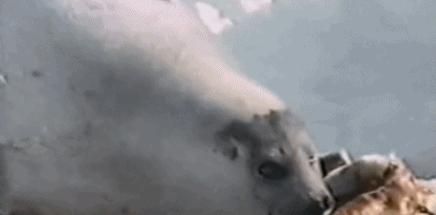 富二代晒人骨皮包的真相完整版,富二代晒人骨皮包图片