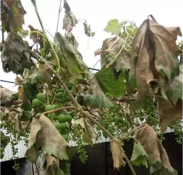 葡萄药害的原因和防治,葡萄药害的缓解和补救措施