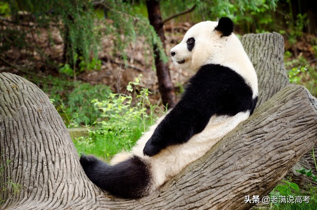 上大学，为什么要推荐你去，被称为西部之王的成都