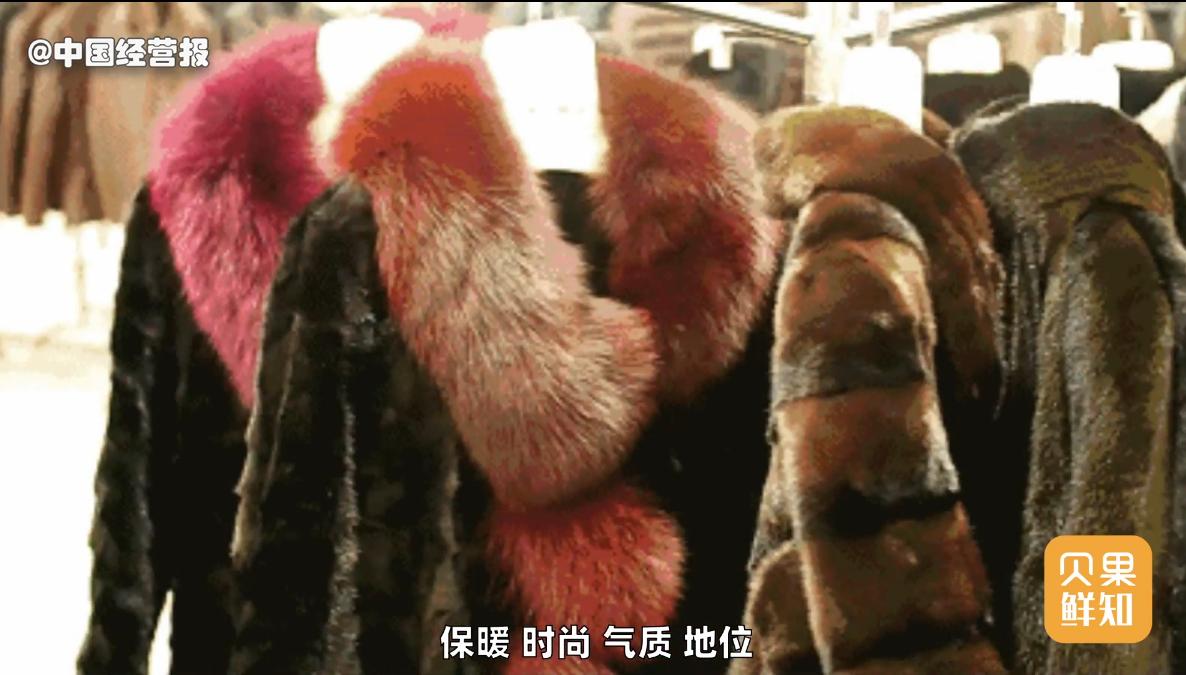 快手卖貂为啥那么便宜,快手卖貂一百二百的是真的吗