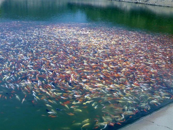 湖南最好的锦鲤养殖基地,湘潭锦鲤养殖