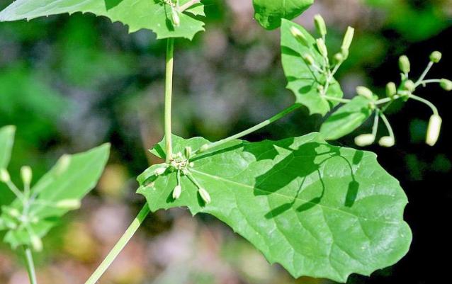 农家黄瓜的功效,黄花菜的功效与作用