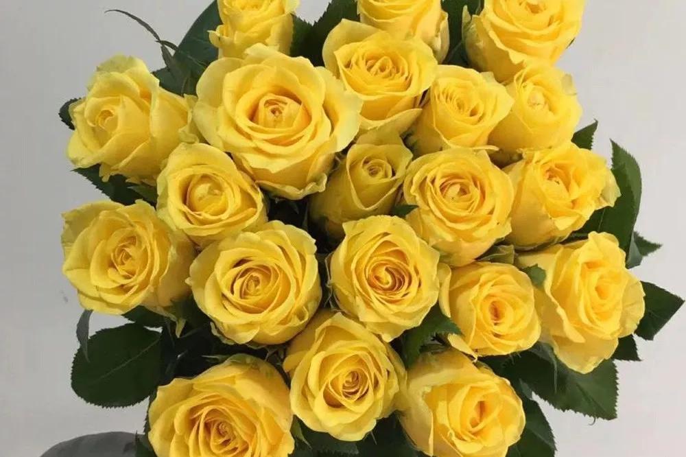 花店常用玫瑰花品种大全,一篇文章带你认识三亚40种花