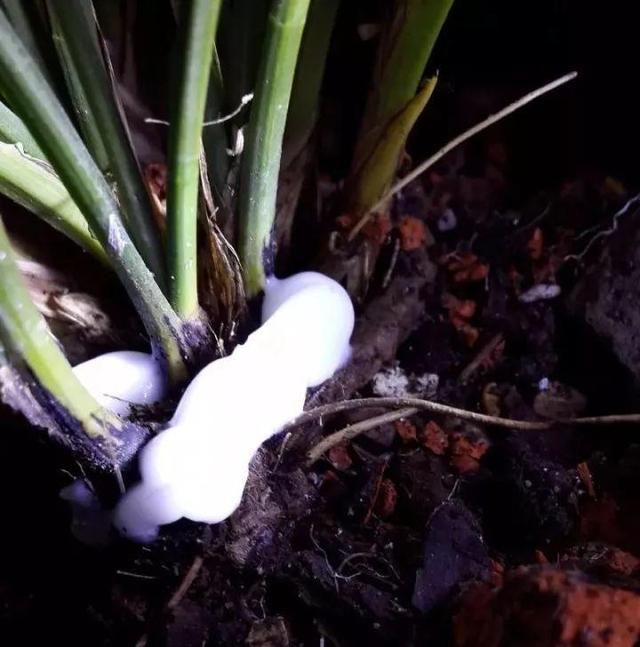 花儿烂根快速解决,花儿黑腐病