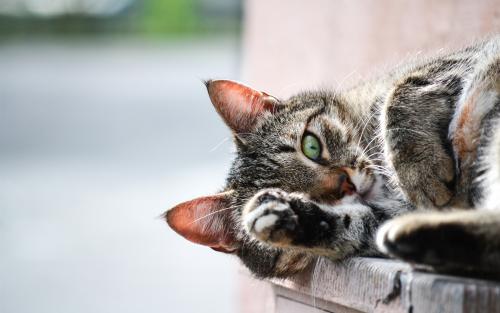 猫咪帮铲屎官暖手指,铲屎官猫咪身藏绝技