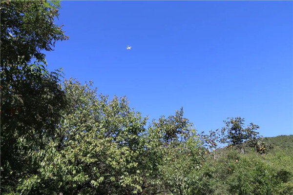 「密云农业」终于等到你,还好没放弃!黄元帅苹果上架开售了