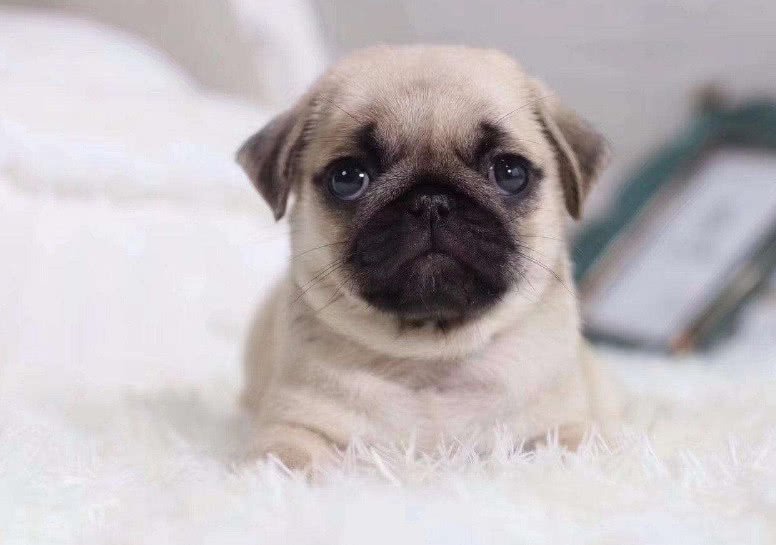 狗狗白内障并发青光眼怎么治,狗狗白内障和结膜炎的区别