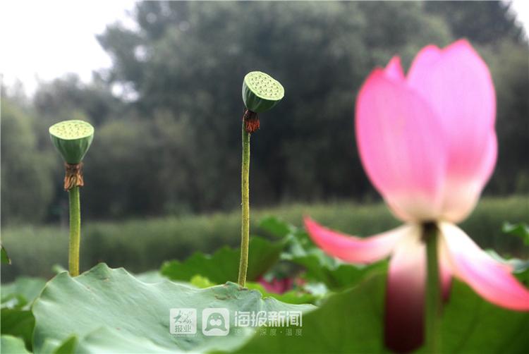 “接天莲叶无穷碧”德州减河湿地景区“映日荷花别样红”